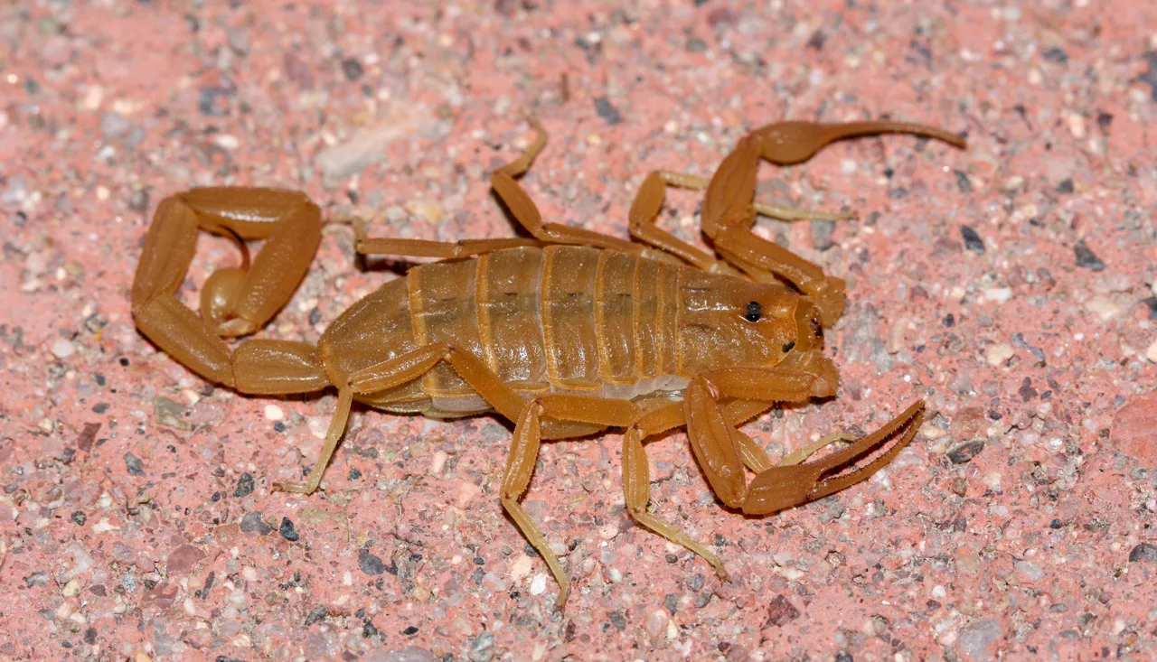 Close-up of an Arizona bark scorpion on a tan desert rock surface in natural light