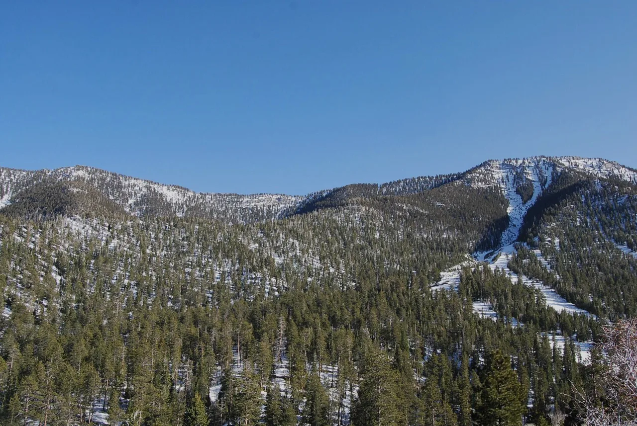 Pine forest trail at Mt. Charleston with snow on the higher peaks in the distance