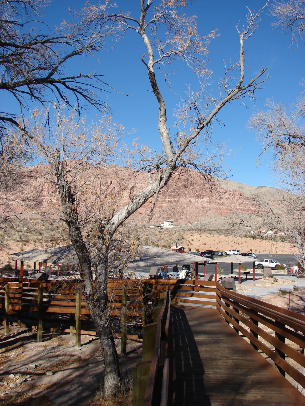 Red Spring Boardwalk at Red Rock Canyon with native desert vegetation and red rock formations